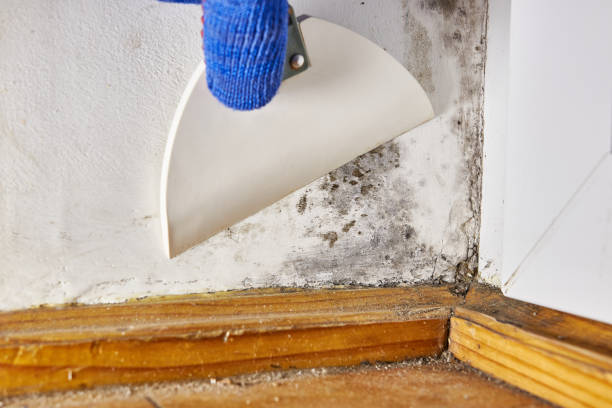 Professional Mold Removal in Claysburg, PA